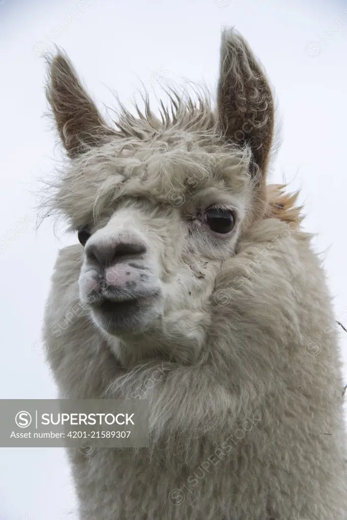 Alpaca (Lama pacos), Antisana Ecological Reserve, Ecuador