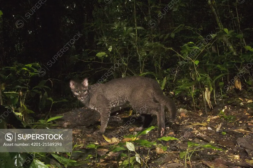 African Golden Cat (Caracal aurata) grey morph male in rainforest, Kibale National Park, western Uganda