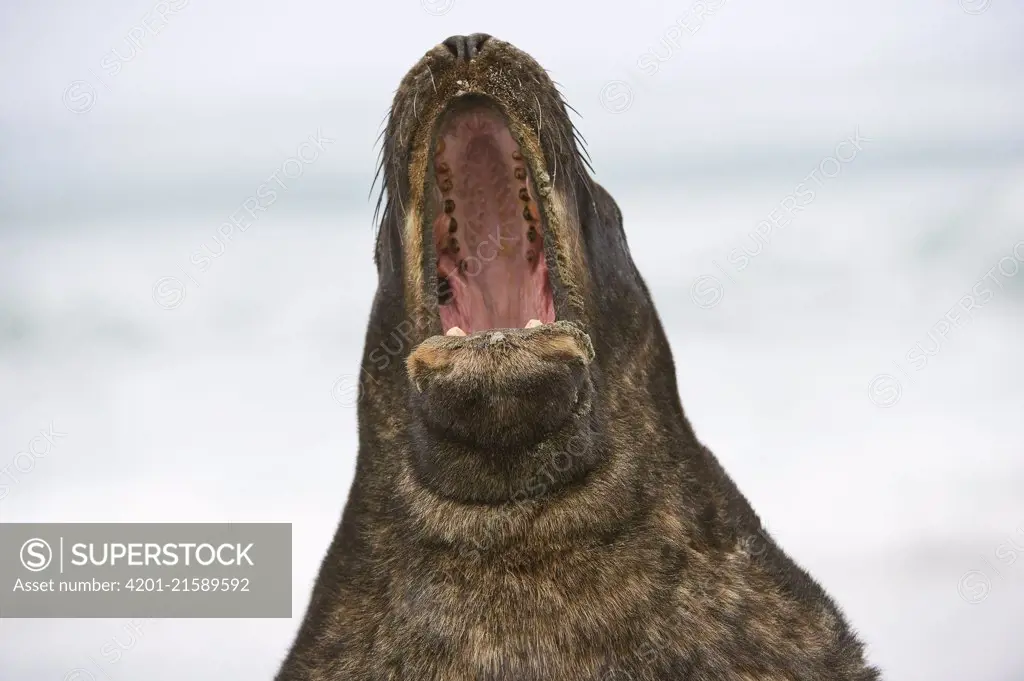 Hooker's Sea Lion (Phocarctos hookeri) calling, South Island, New Zealand