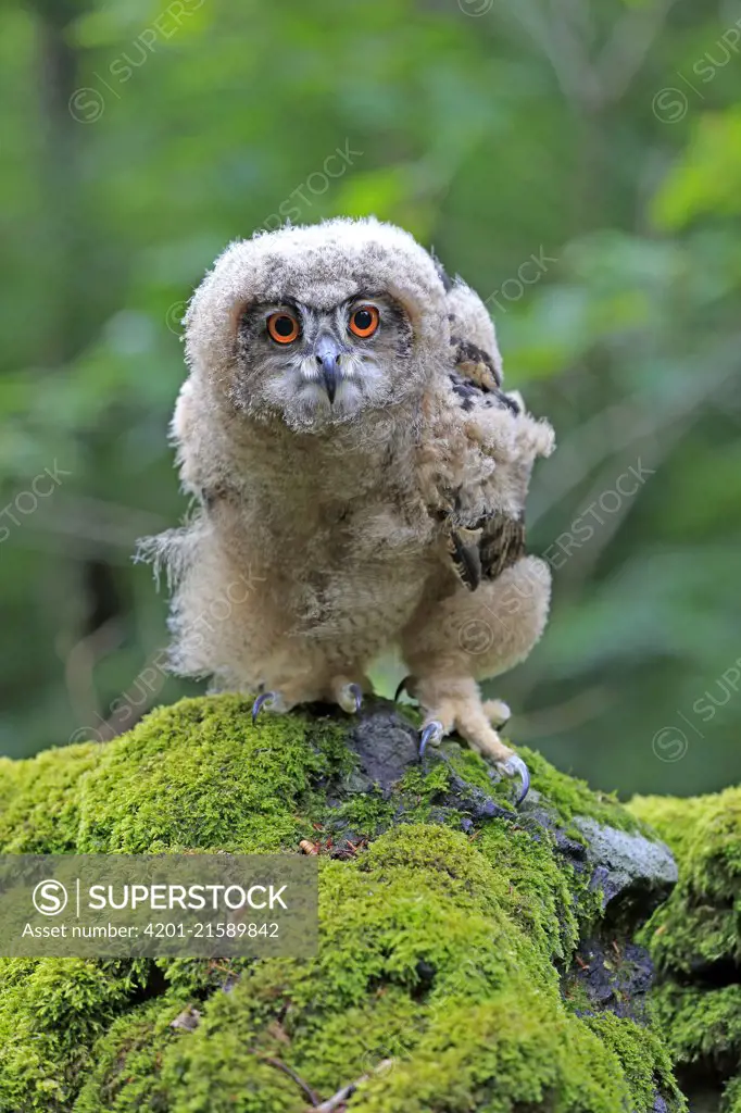 Eurasian Eagle-Owl (Bubo bubo) chick, Eifel, Germany