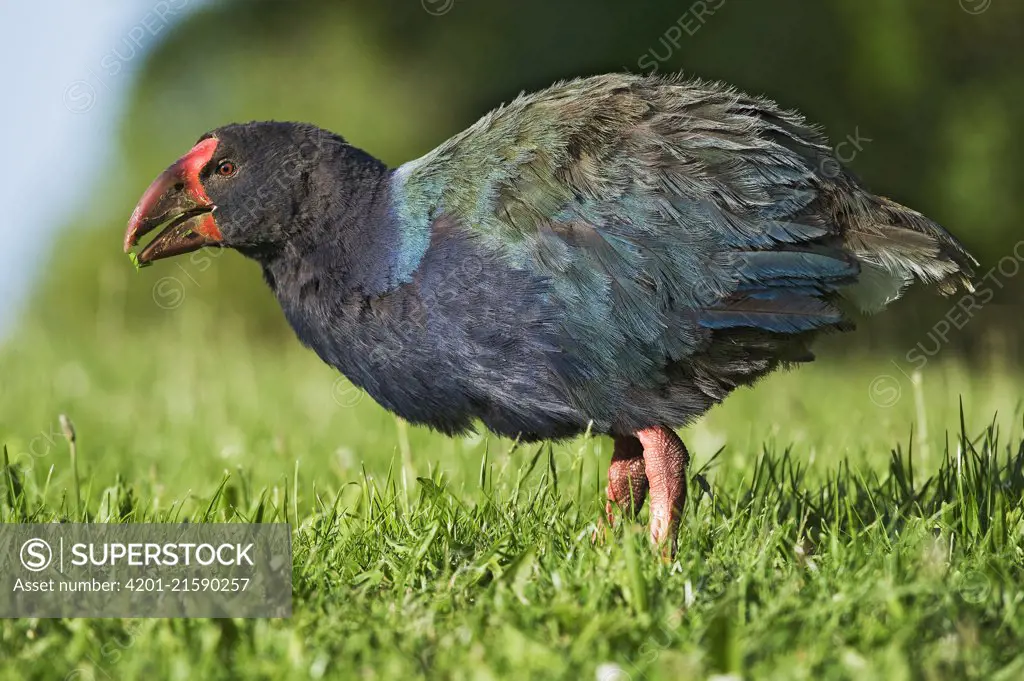 Takahe (Porphyrio hochstetteri), Tiritiri Matangi Island, North Island, New Zealand