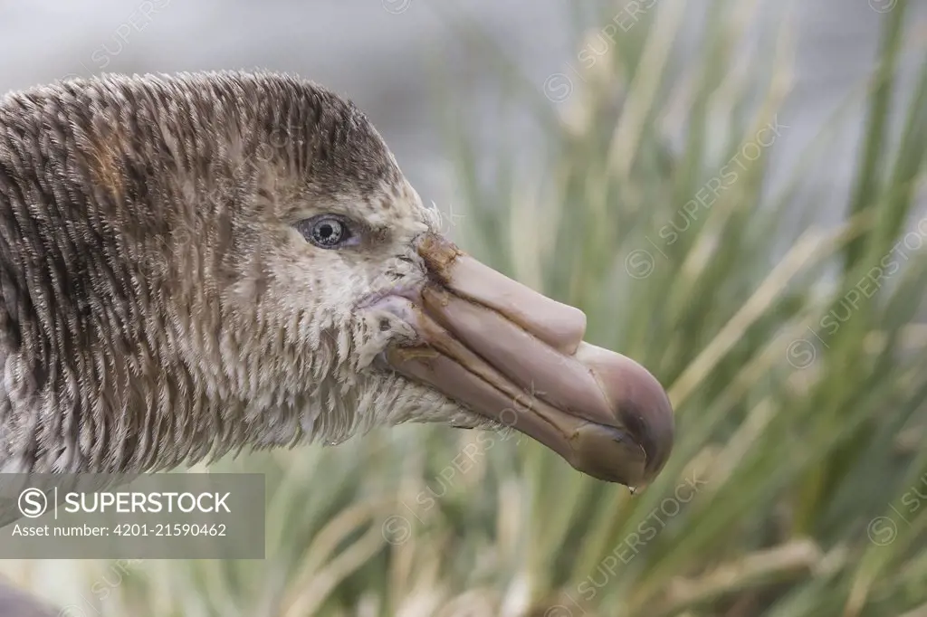 Northern Giant Petrel (Macronectes halli), Gold Harbor, South Georgia Island