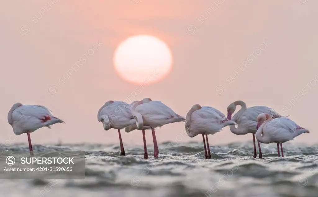 European Flamingo (Phoenicopterus roseus) group roosting at sunset, Walvis Bay, Namibia