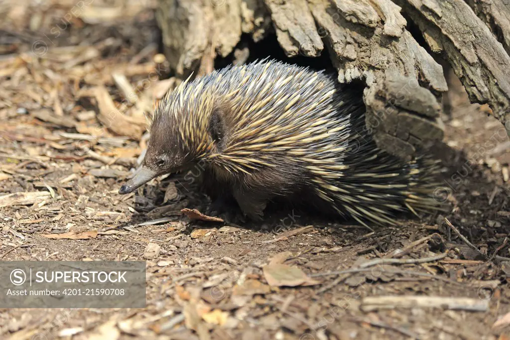 Short-beaked Echidna (Tachyglossus aculeatus), South Australia, Australia