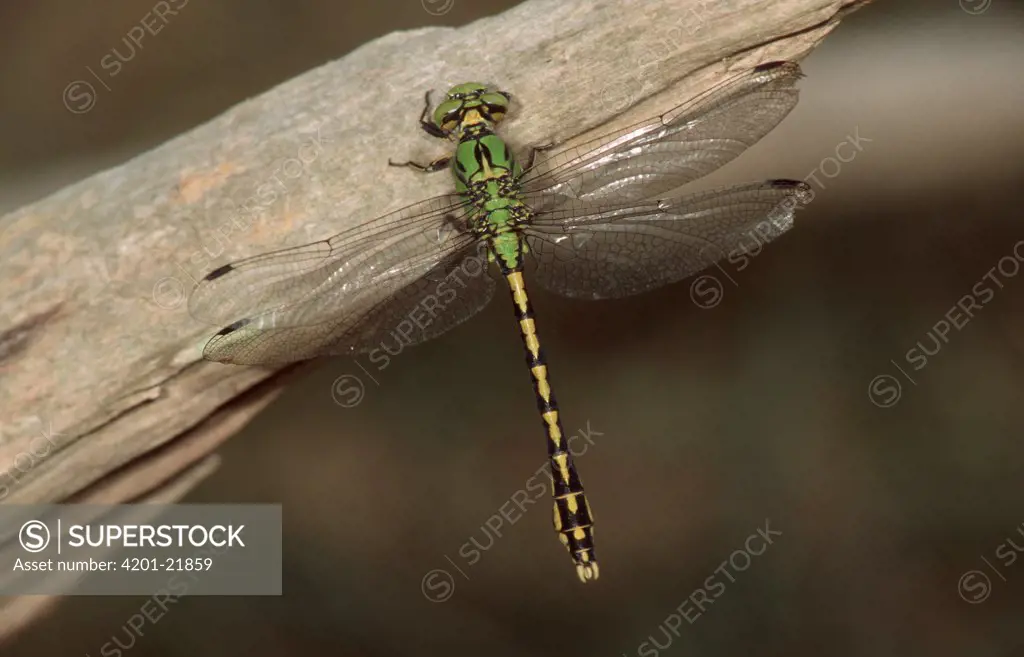 Green Club-tailed Dragonfly (Ophiogomphus cecilia) portrait, top view, on log, western Europe