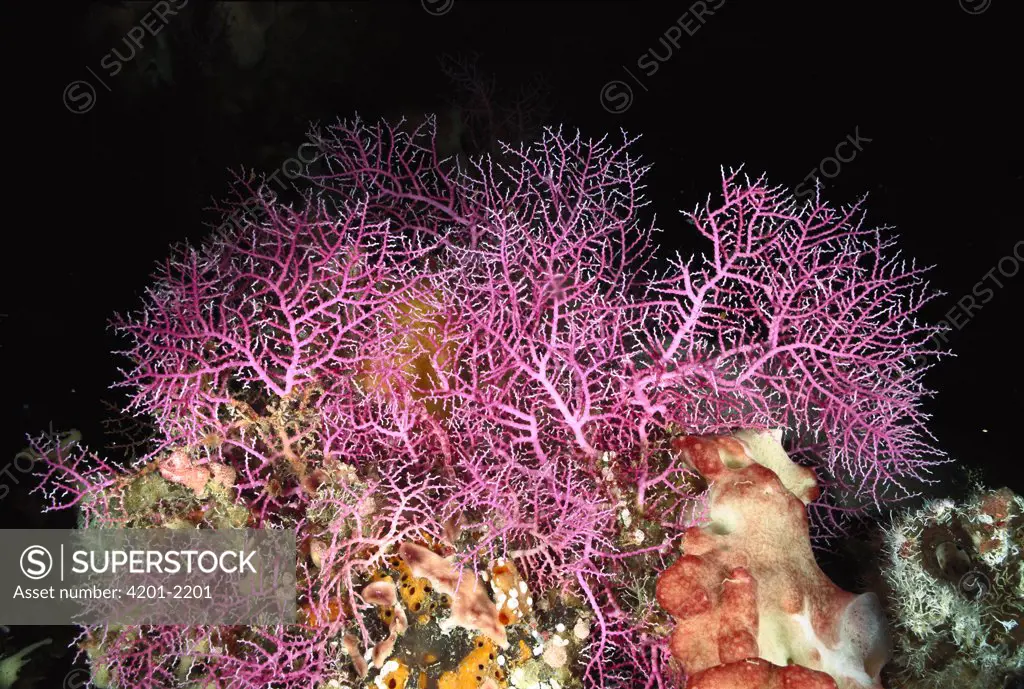 Elegant Hydrocoral (Stylaster elegans) growing on coral reef, Manado, North Sulawesi, Indonesia