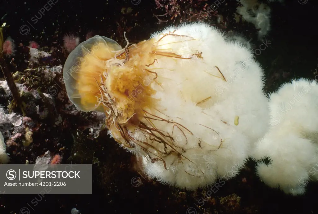 Lion's Mane (Cyanea capillata) jellyfish ensnared by a Frilled Sea Anemone (Metridium senile), British Columbia, Canada