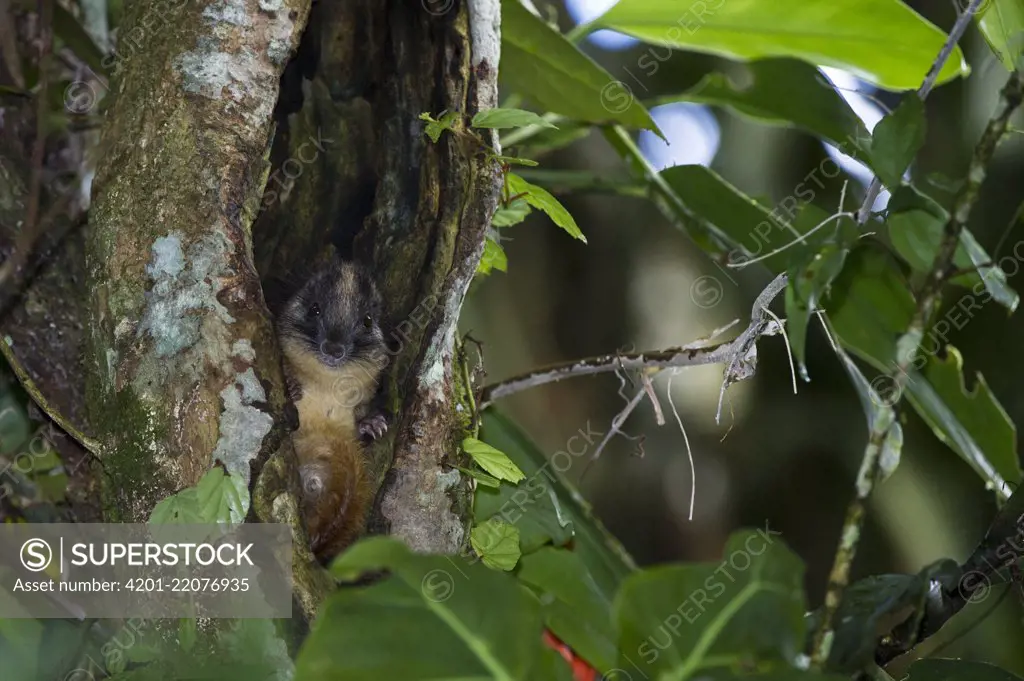 Yellow-crowned Brush-tailed Rat (Isothrix bistriata) in tree trunk, Yasuni National Park, Amazon Rainforest, Ecuador