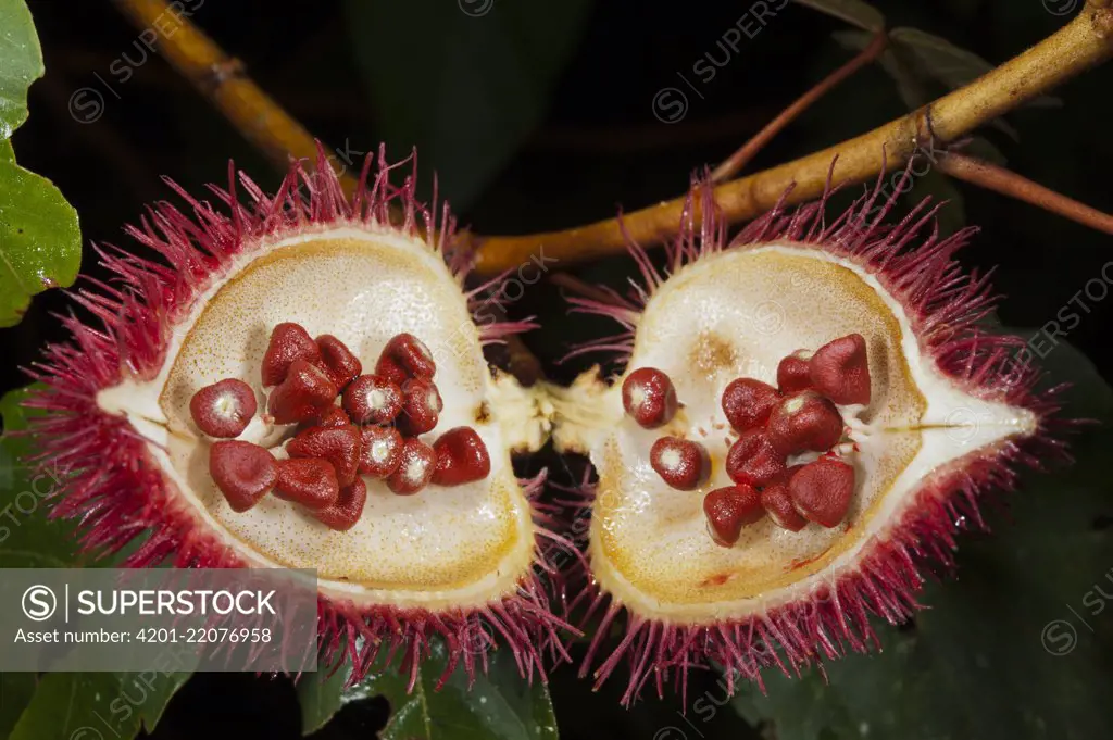 Achiote (Bixa orellana) fruit with seeds, Yasuni National Park, Amazon Rainforest, Ecuador