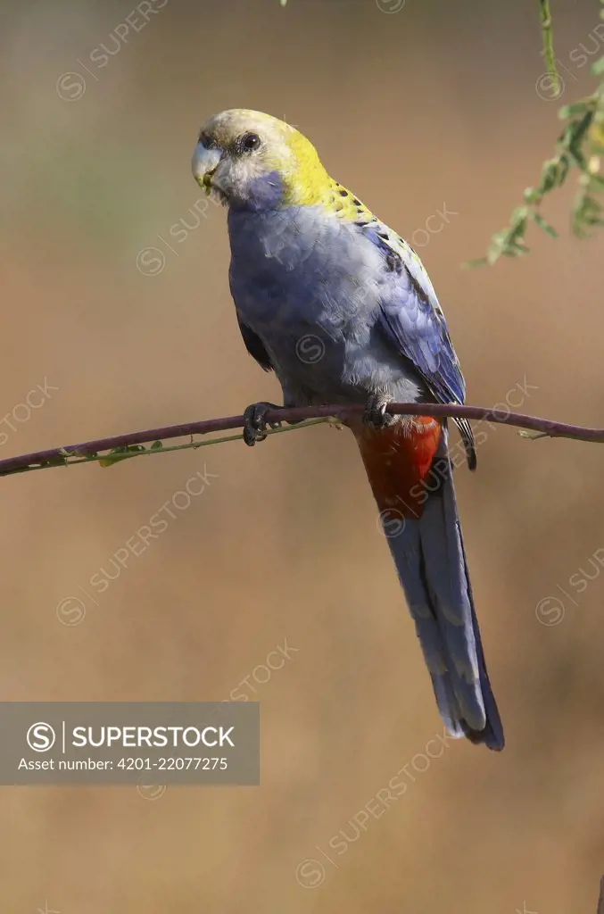 Pale-headed Rosella (Platycercus adscitus) male, Moorrinya National Park, Queensland, Australia