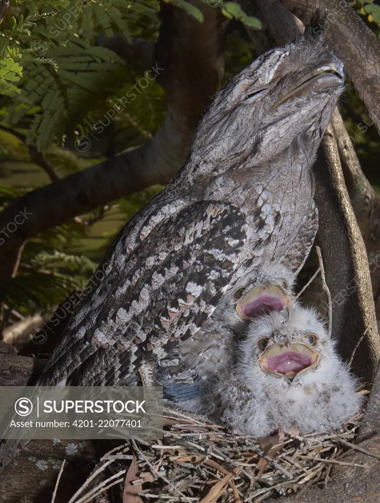 Tawny Frogmouth (Podargus strigoides) with chicks in stick nest, Townsville, Queensland, Australia