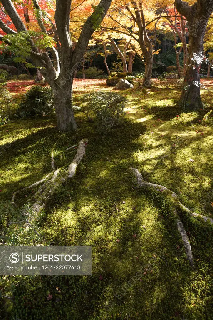 Japanese Maple (Acer palmatum) trees in fall colors, Kyoto, Japan