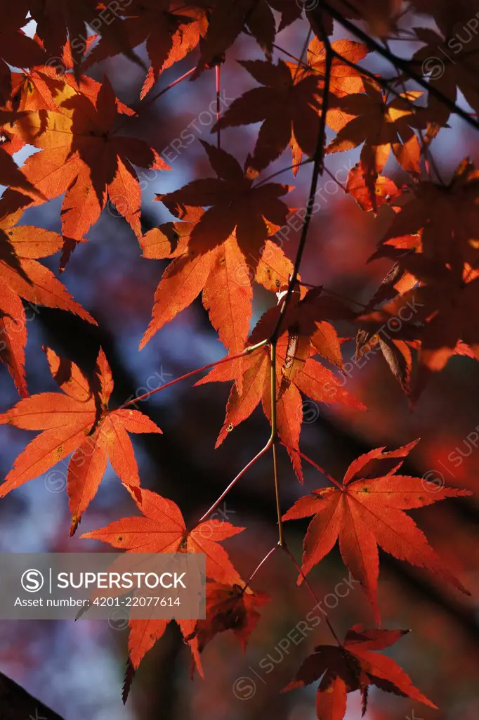 Japanese Maple (Acer palmatum) leaves in fall colors, Kyoto, Japan