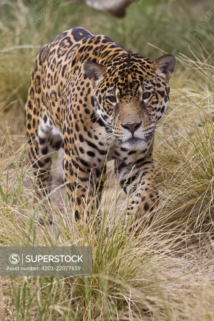 Jaguar (Panthera onca) male, native to Central and South America