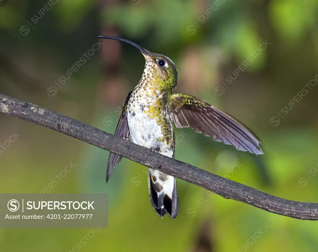 Mountain Velvetbreast (Lafresnaya lafresnayi) hummingbird female stretching wings in temperate forest, Verdecocha Ecological Reserve, western slope of Andes, Ecuador
