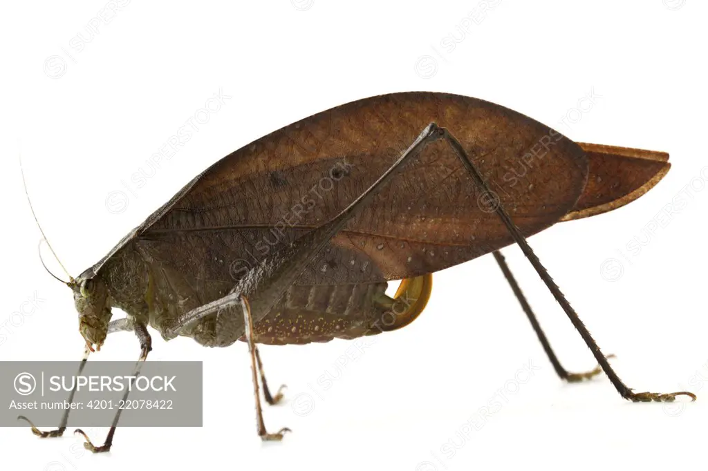 Dead Leaf Katydid (Orophus tessellatus), Barbilla National Park, Costa Rica