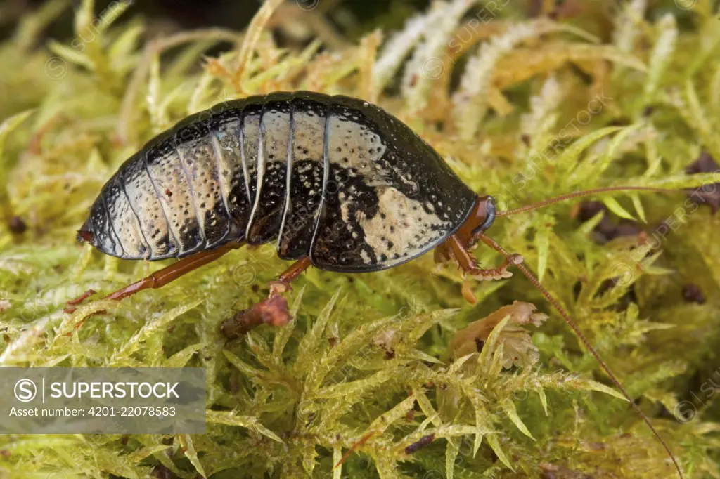 Ball Cockroach (Perisphaerus sp), Muller Range, Papua New Guinea