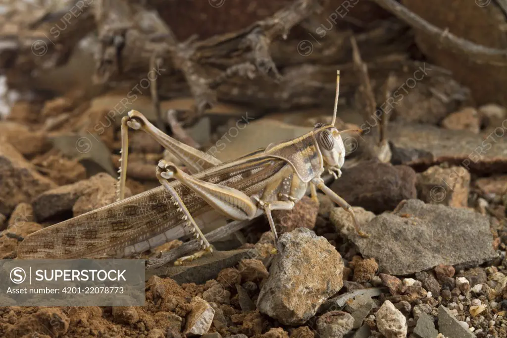 Desert Locust (Schistocerca gregaria), Tankwa Karoo National Park, Northern Cape, South Africa