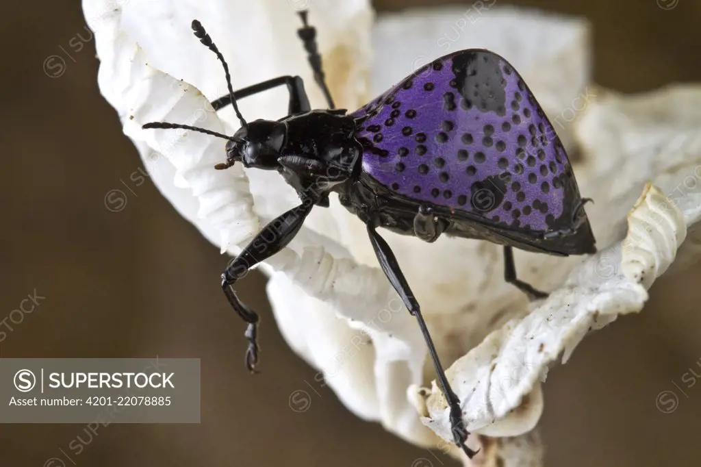 Fungus Beetle (Cypherotylus sp), Sipaliwini, Surinam