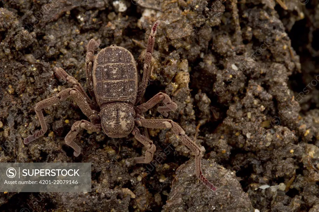 Atewa Hooded Spider (Ricinoides atewa) female camouflaged on soil, Ghana