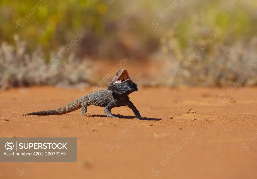 Inland Bearded Dragon (Pogona vitticeps) in defensive posture, Bedourie, Queensland, Australia