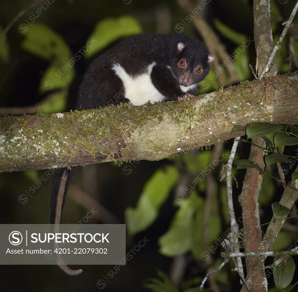 Herbert River Ringtail Possum (Pseudochirulus herbertensis) in tree at night, Mount Hypipamee National Park, Queensland, Australia