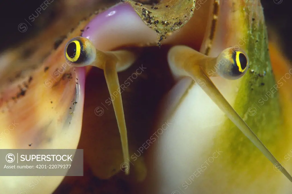 True Conch (Strombus aurisdianae) eyes, Indonesia