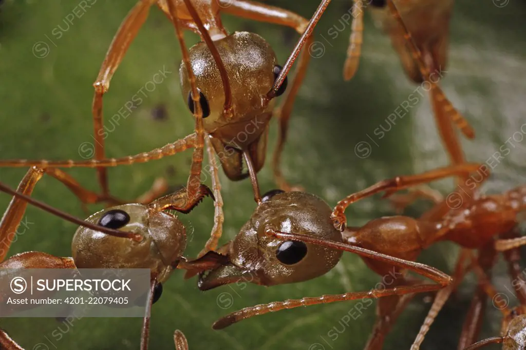 Green Tree Ant (Oecophylla smaragdina) trio from two different colonies fighting over territory, Daintree, Queensland, Australia