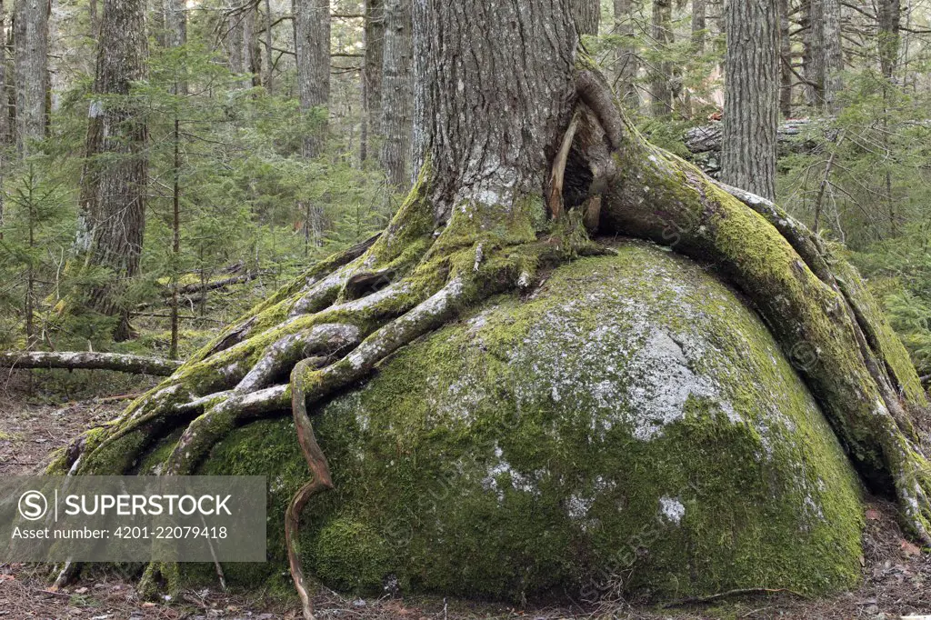 Canadian Hemlock (Tsuga canadensis) growing on boulder, Kejimkujik National Park, Nova Scotia, Canada