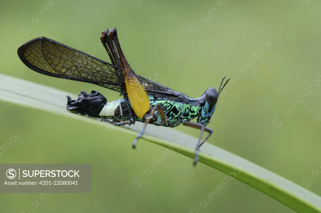 Grasshopper (Erianthus sp), Sarawak, Borneo, Malaysia