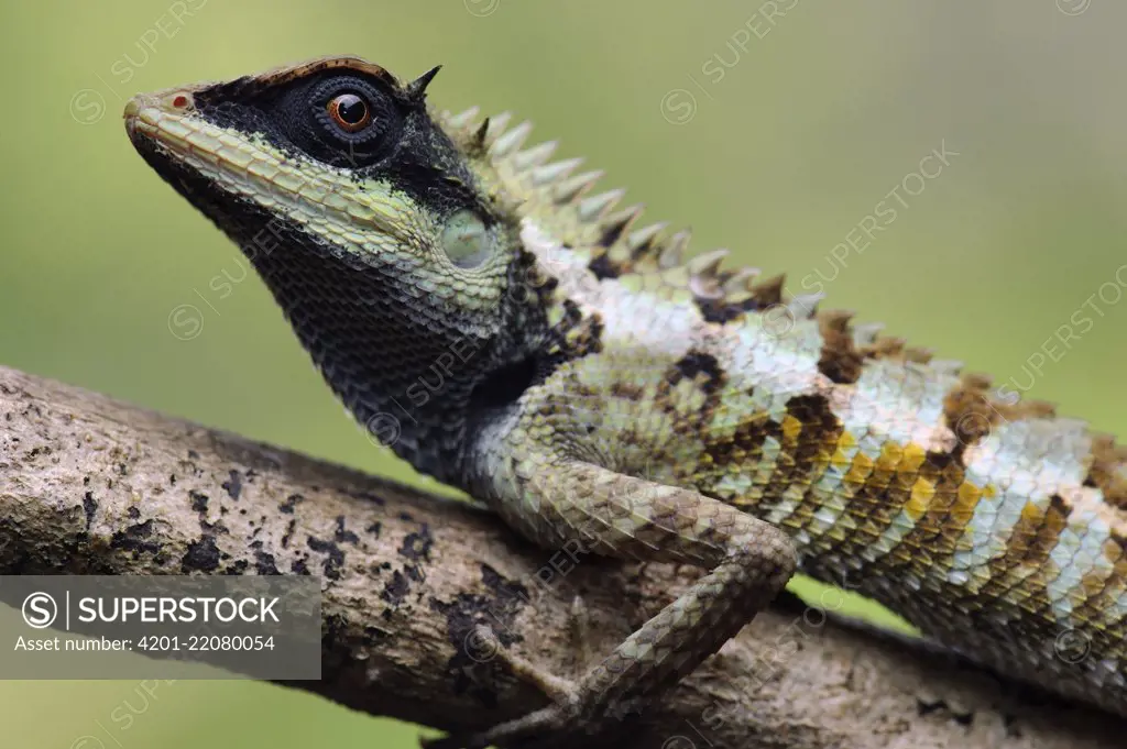 Forest Crested Agama (Calotes emma) lizard, Krabi, Thailand