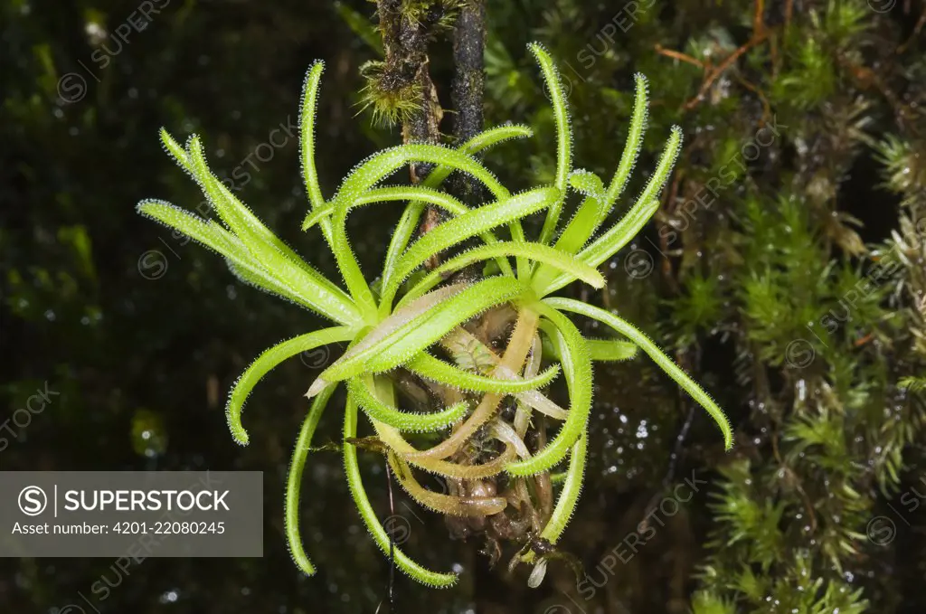 Butterwort (Pinguicula casabitoana), Ebano Verde Scientific Reserve, Dominican Republic