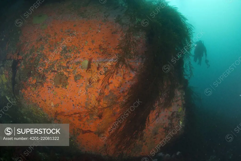 Wreck of the Bahia Paraiso and diver, Palmer Station, Antarctic Peninsula, Antarctica