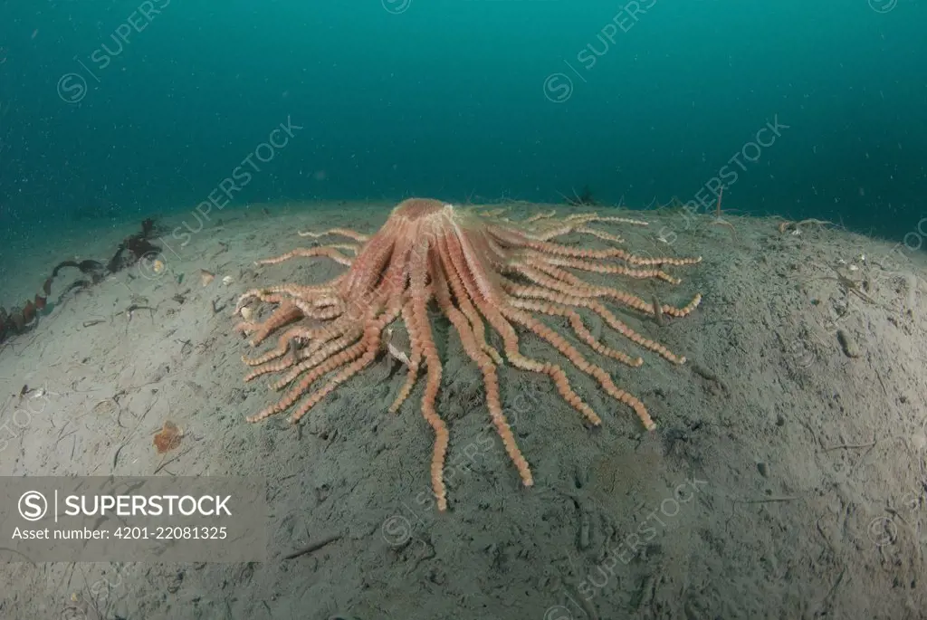 Antarctic Sun Starfish (Labidiaster annulatus), Palmer Station, Antarctic Peninsula, Antarctica