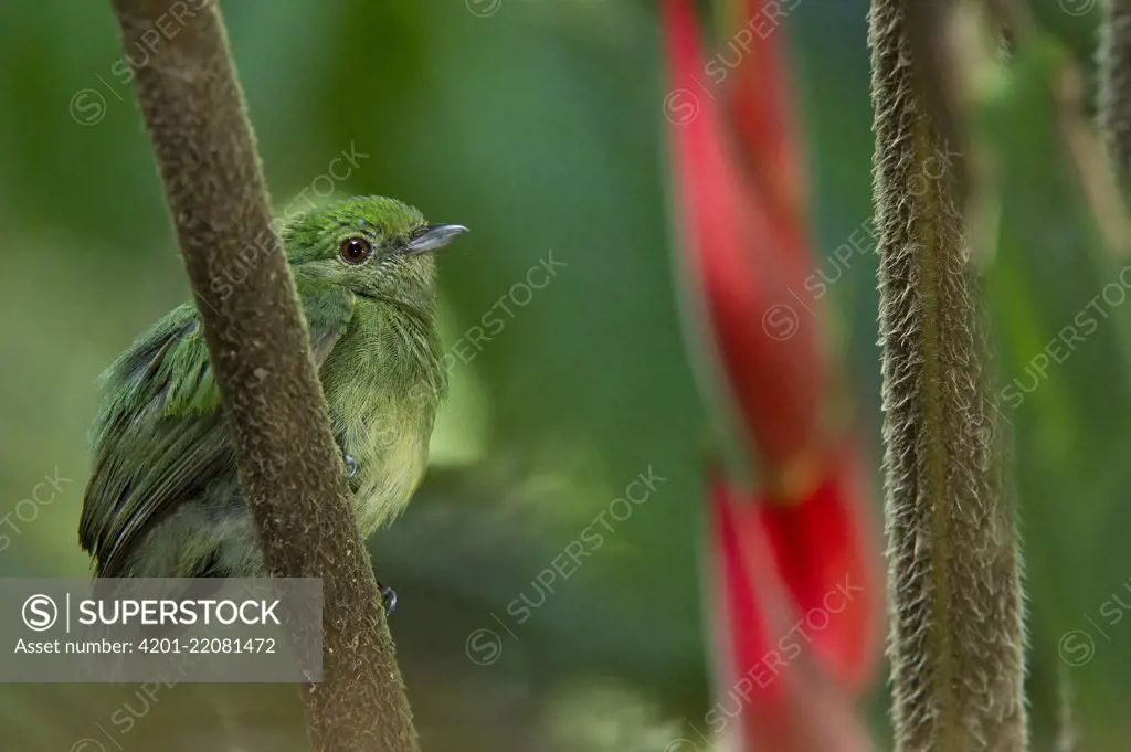 Blue-crowned Manakin (Pipra coronata) female, Yasuni National Park, Amazon, Ecuador