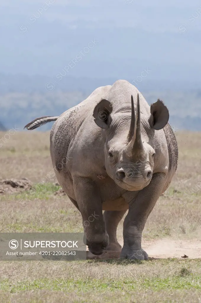 Black Rhinoceros (Diceros bicornis), Solio Ranch, Kenya