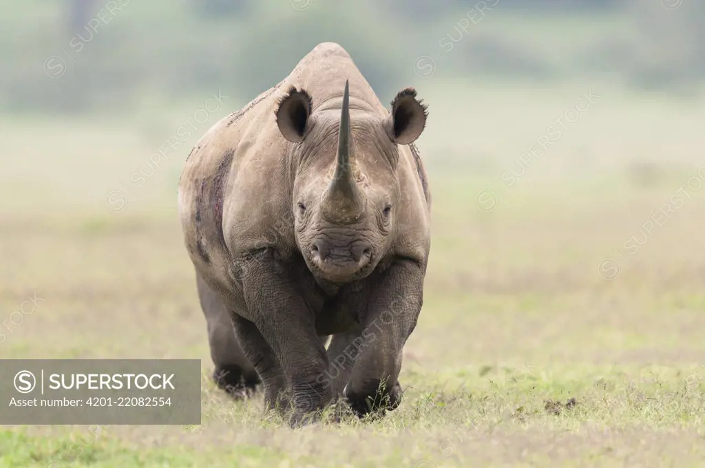 Black Rhinoceros (Diceros bicornis), Solio Ranch, Kenya