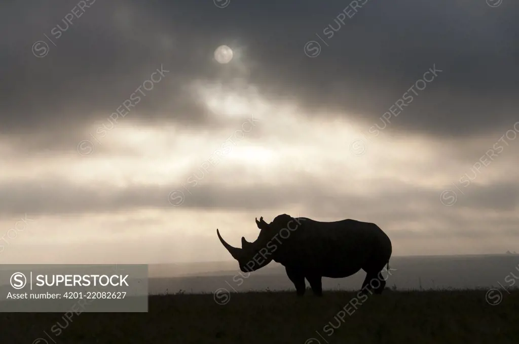 White Rhinoceros (Ceratotherium simum) at sunset, Solio Game Reserve, Kenya