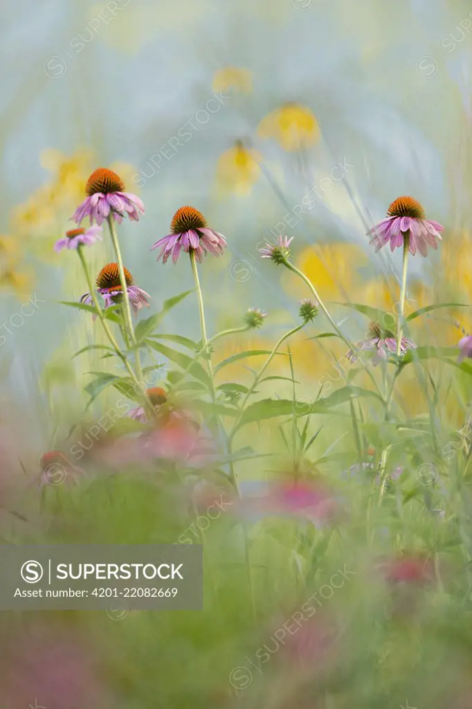 Prairie Coneflower (Ratibida pinnata) flowers