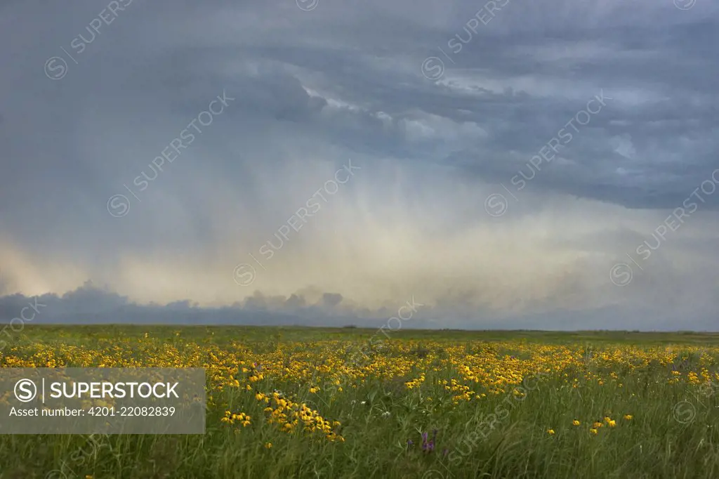 Prairie and storm clouds, Touch the Sky Northern Tallgrass Prairie National Wildlife Refuge, Minnesota