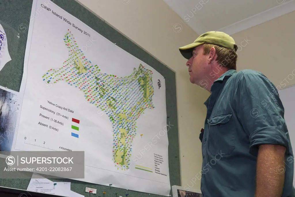 Yellow Crazy Ant (Anoplolepis gracilipes) colony map looked at by ranger Peter Smith, Christmas Island National Park, Christmas Island, Australia