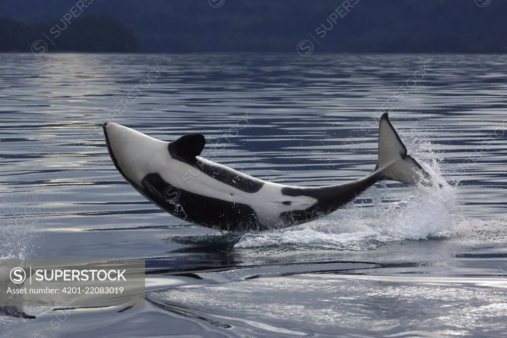 Orca (Orcinus orca) calf breaching, Prince William Sound, Alaska