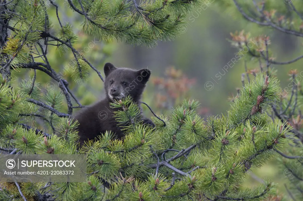 Black Bear (Ursus americanus) cub in pine tree, Jasper National Park, Alberta, Canada