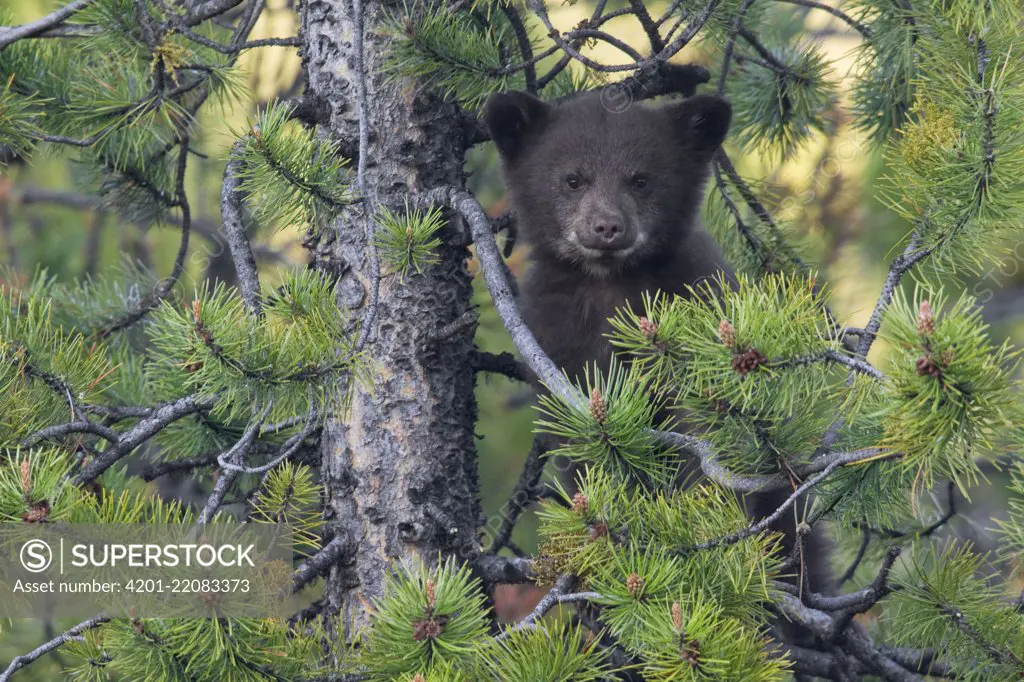 Black Bear (Ursus americanus) cub in pine tree, Jasper National Park, Alberta, Canada