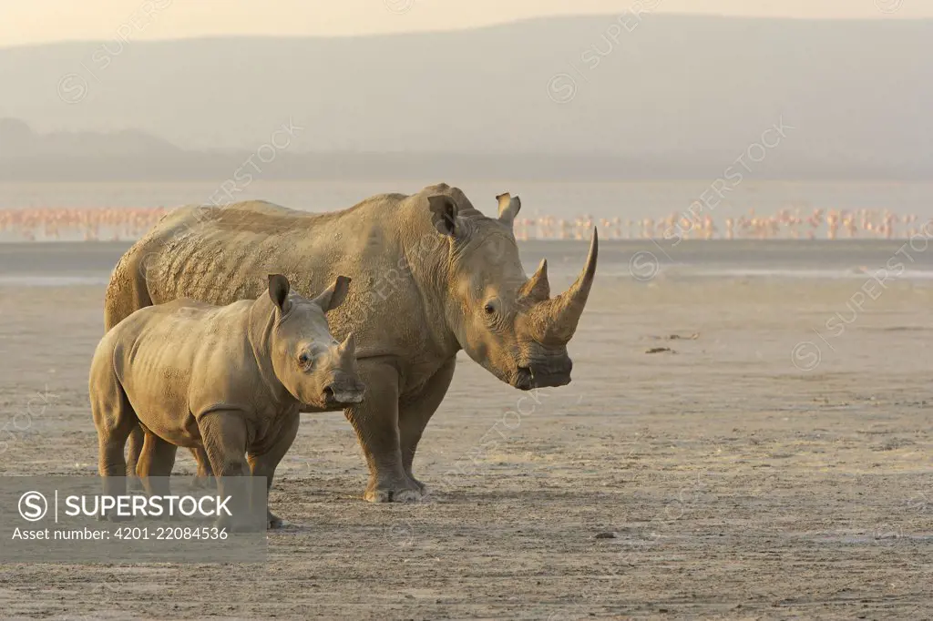 White Rhinoceros (Ceratotherium simum) female with calf, Lake Nakuru, Kenya