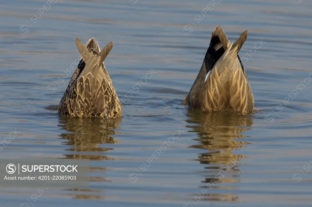 Gadwall (Anas strepera) duck pair dabbling, Florence, Italy