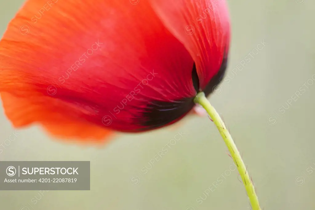 Red Poppy (Papaver rhoeas), Haarzuilens, Netherlands