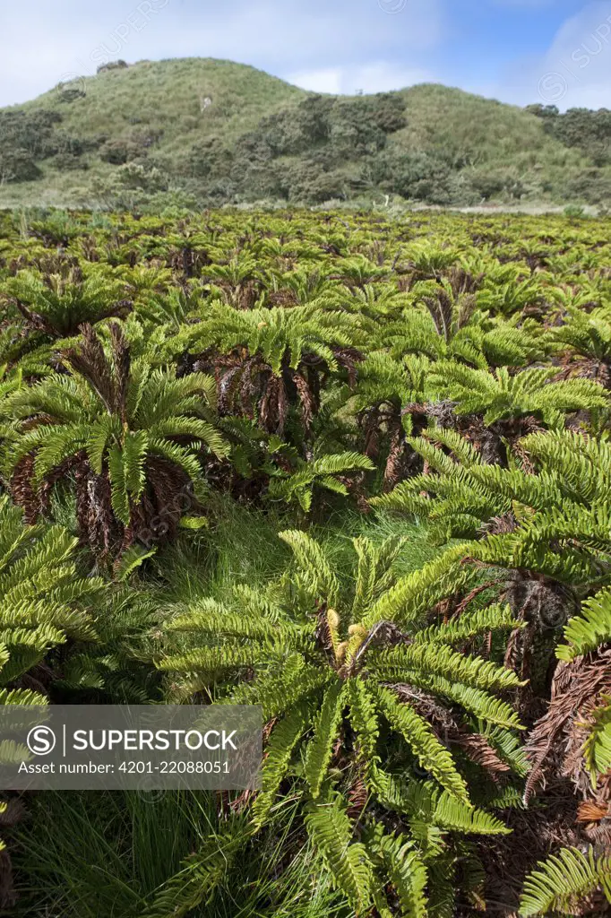 Gough Tree Fern (Blechnum palmiforme), Nightingale Island, Tristan da Cunha