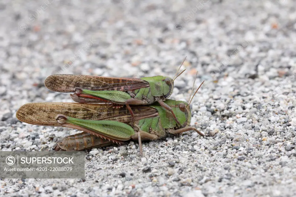 Migratory Locust - (Locusta Migratoria) Stock Photo - Image of