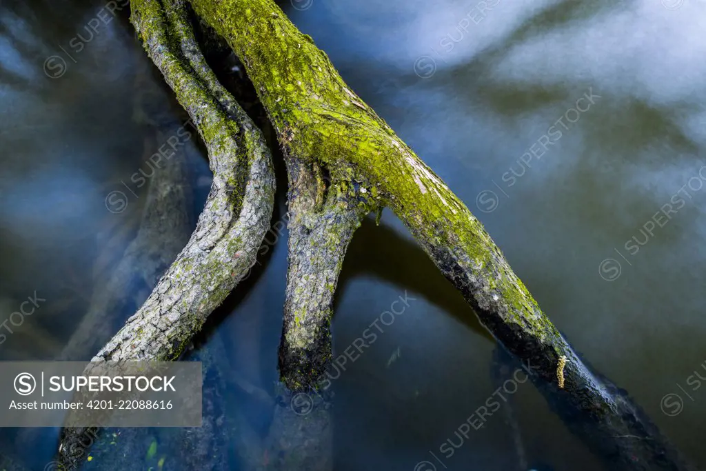 Willow (Salix sp) roots along the Haringvliet River, Zuidland, Netherlands